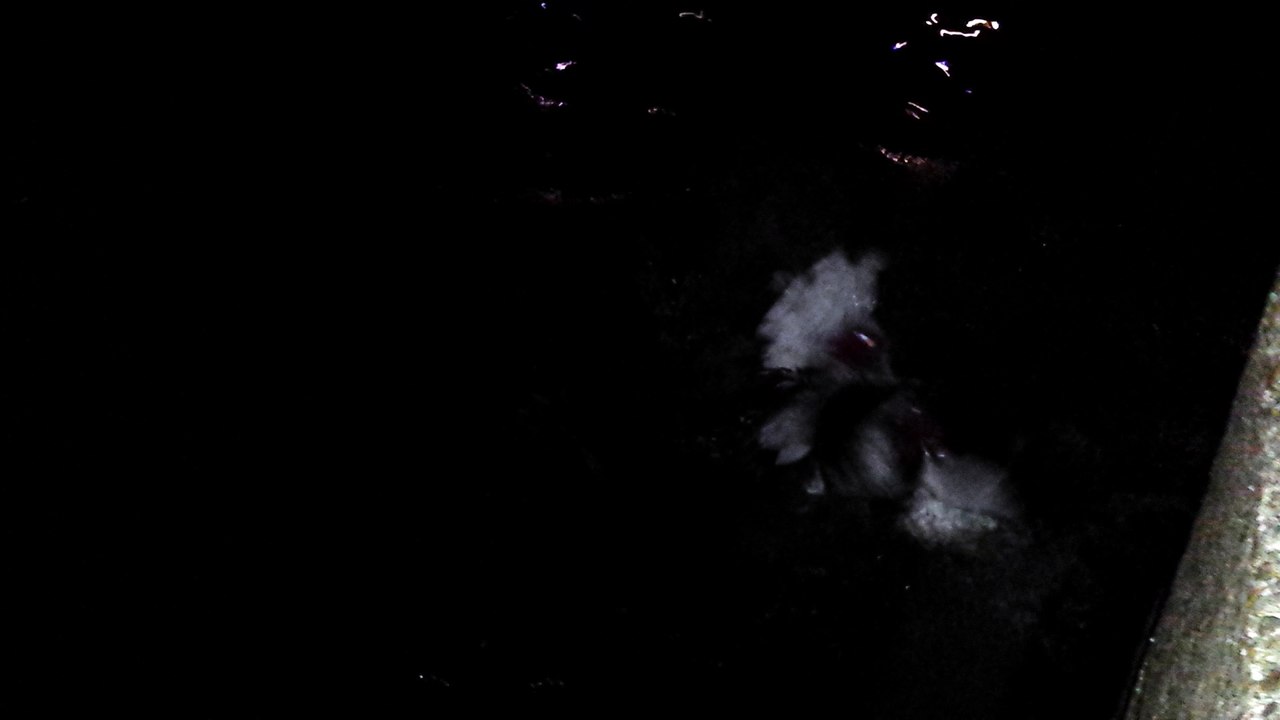 Duck Fight Club