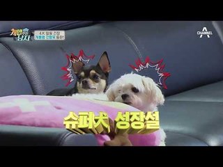 개통령 강형욱도 인정한 슈퍼犬 맥시멈! 브레이크가 필요하다?!