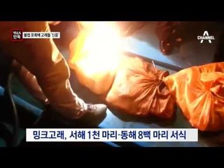 [채널A단독]고래 등에 꽂힌 작살…신음하며 포착