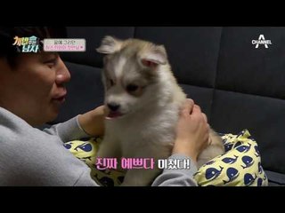 솜뭉치 같은 허스키와의 첫 만남! 너무 귀여워서 다 같이 쥬금♥