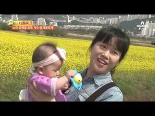 노란 꽃망울 툭툭, 부산유채꽃축제