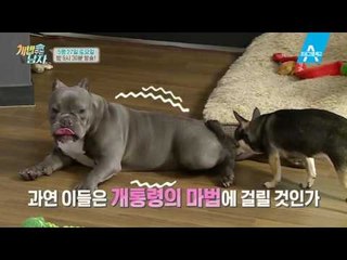 [예고] 최현석의 개밥을 부탁해! 반려견 요리비법 대공개