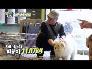 차우차우 활짝&피움이 체중 재는 날! 살쪘다고 기죽이지 마세욧★