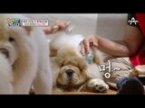 ★ 이지 엄마의 차우차우 관리하차우 ★ 빗질 제대로 하는 법!