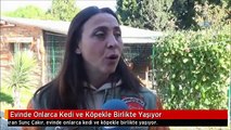 Evinde Onlarca Kedi ve Köpekle Birlikte Yaşıyor