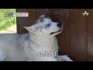 물만 보면 환장하는 귀엽 뚜이♥ 못생김 +1을 얻었습니다!