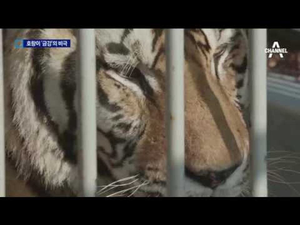 9일 만에 돌연 폐사…멸종위기 ‘금강’의 비극
