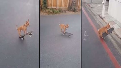 Chihuahuas Have Little Legs And Need Faster Ways To Get Around