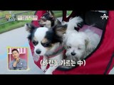 [강아지 여행] 강타네 4犬 줄줄이 열차 라이딩 #남한강_자전거길