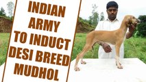Mudhol Hound, first Indian breed of dog to be inducted into army | Oneindia News
