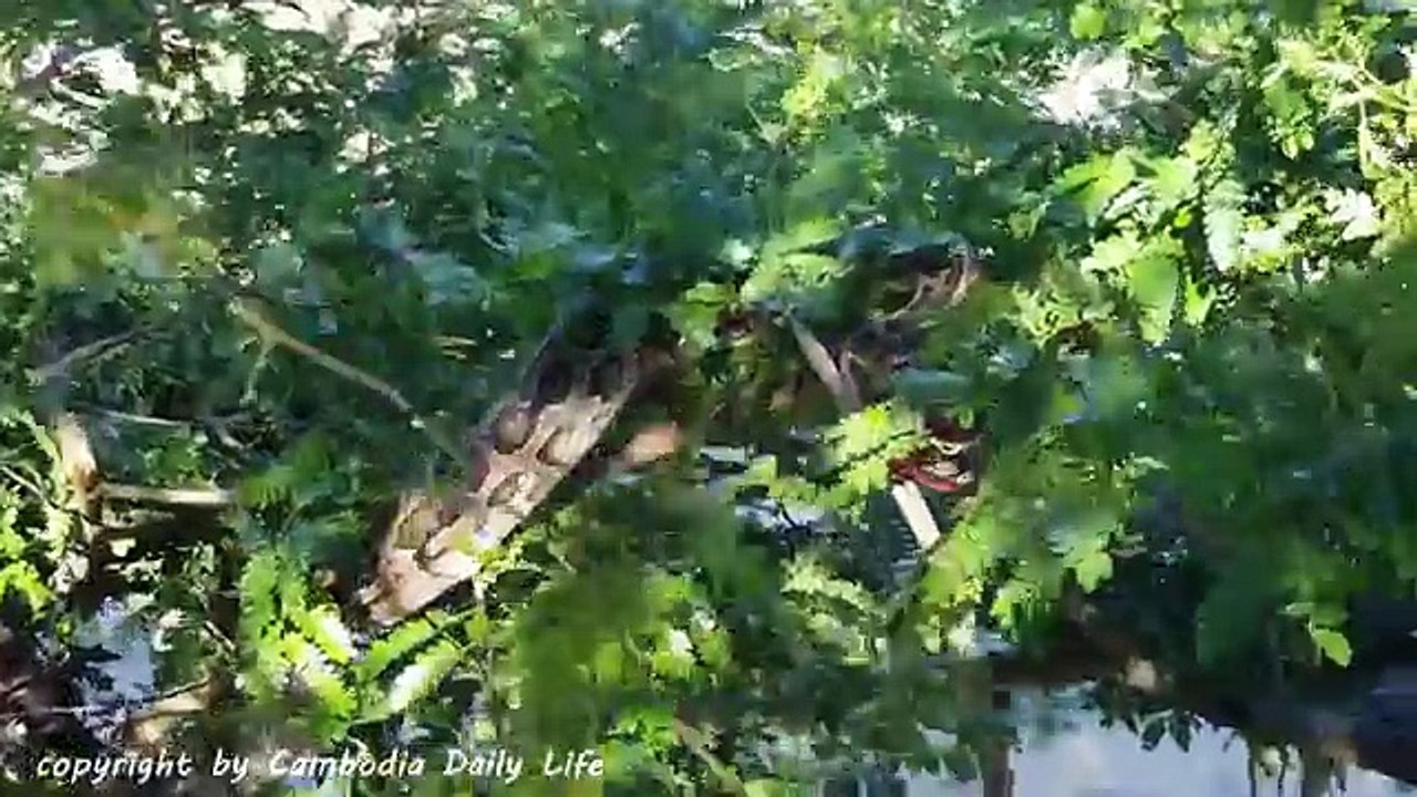 Amazing Brave Boys Catch Big Snake on Tree Using String Trap While Shooting Birds