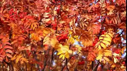 Филиппенков Игорь - Кленовый лист.