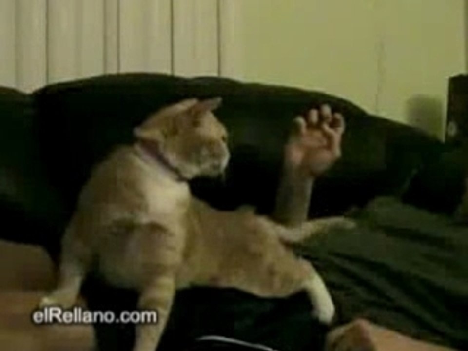 un chat incroyable !!