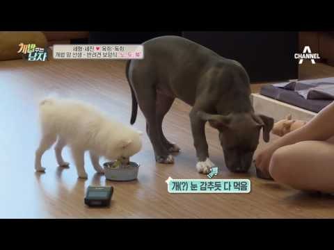 옥희독희의 여름을 부탁해♥ 요섹남 양세형 표 반려견 보양식 大 공개!