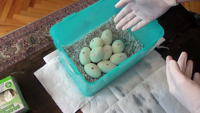 Yılan Yumurtası Kesmek Part 2 - Piton