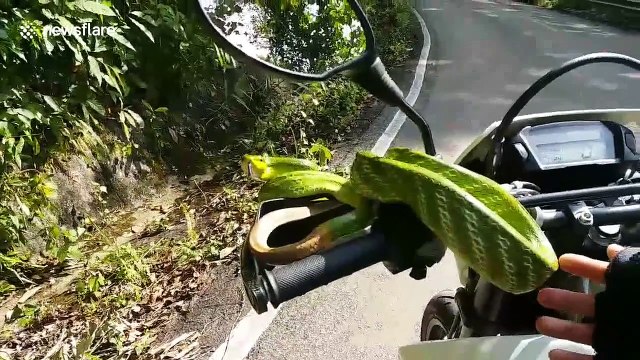Jungle snake coils round motorbike handlebars