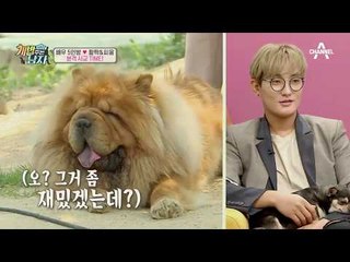 본격 차우차우 사교 TIME!  ‘발냄새로 내 반려견 찾기’