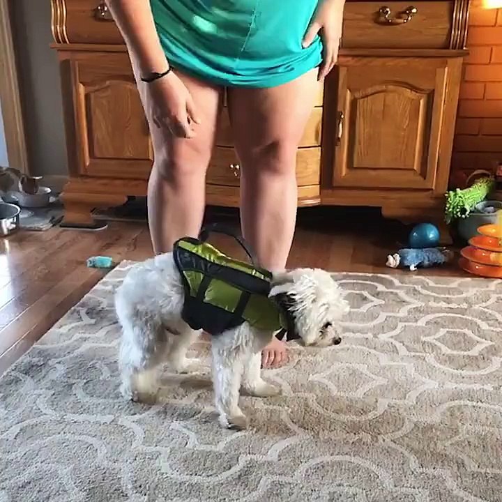 Funny Dog Compilation