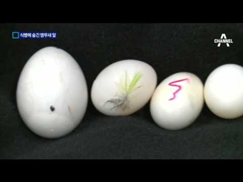‘식빵 속 앵무새알’ 4만 개 밀수…일당 검거