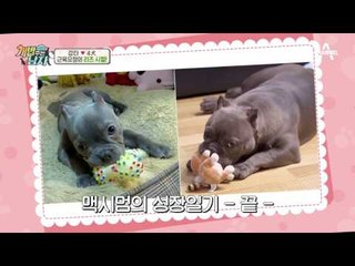 천상 숙녀 맥시멈, 근육요정으로 다시 태어나다!