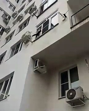 Quand un chat se retrouve coincé dans un séchoir à linge au 2e étage d'un batiment