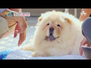 (꿀귀) 차우차우 취향 저격@.@ 여름 나기 얼음방석 절찬 판매 중ㅋㅋ