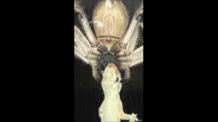 Voilà ce qu'on peut voir en australie... Une araignée qui dévore un gros lézard
