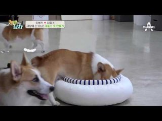 대중소의 잔혹한 犬왕좌의 게임 재연?!