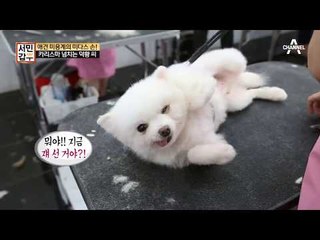 독설 카리스마 넘치는 애견 미용계의 미다스 손!