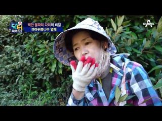 제주, 남해에만 나는 ‘까마귀쪽나무 열매’?! 관절 건강 특효약!