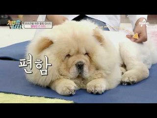 반려견을 위한 힐링 마사지, 텔링턴 티 터치 마사지!