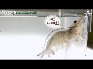 #새우 양식이냐 자연산이냐, 그것이 문제로다!