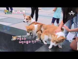 청계천에 뜬 대중소! 인기犬 대세犬 국민犬 등극?!