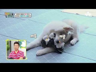 뚜이와 함께하는 참교육 시간! 수많은 선물 중 뚜이의 취향저격 잇템은?