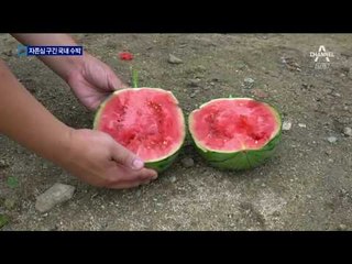 “한 통 다 못 먹어요”…흔들리는 수박의 위상