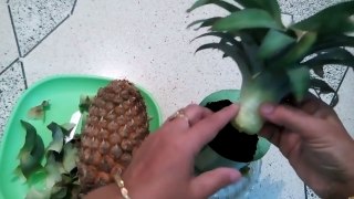 96 - How to grow a Pineapple /ananas