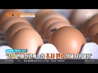 살충제 달걀 공포 확산, 정부의 늦장 대응