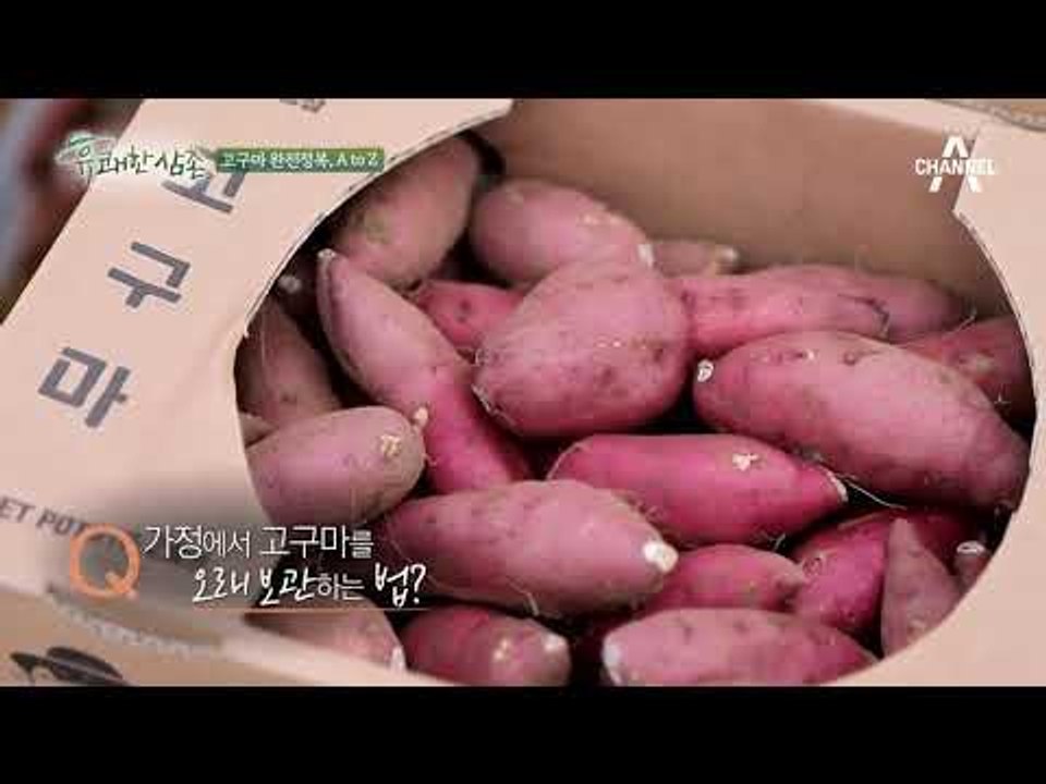 고구마의 가장 맛있는 시기는? 고구마 완전 정복 A to Z
