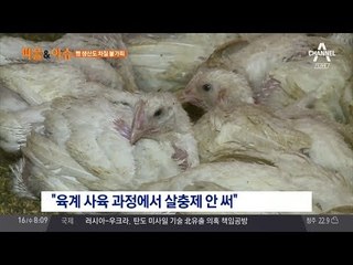 살충제 달걀 "그럼 치킨에도?" 육계 농가 조사 요구