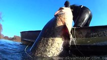 Подводная охота на СОМА (Spearfishing for Catfish)