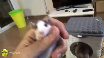 Altan ve Tayfası - Yeni Fareler