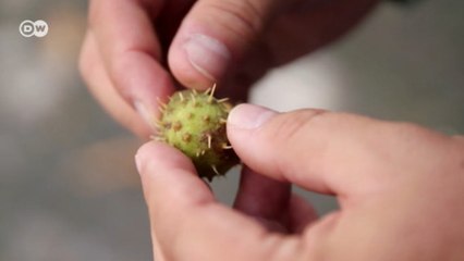 Como a biônica ajuda na criação de novas tecnologias