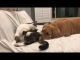 Bedtime Snuggles Turns Into Play Fight for Cat and Dog