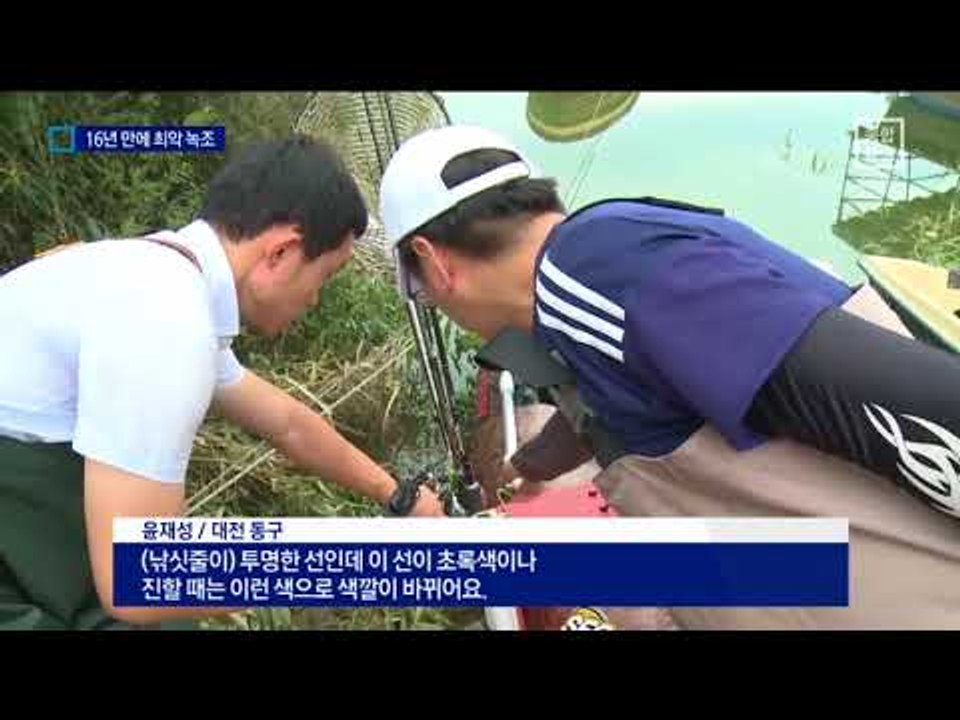 ‘충청 식수원’ 대청호, 16년 만에 최악 녹조