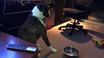 Ce chien sait très bien se faire comprendre !