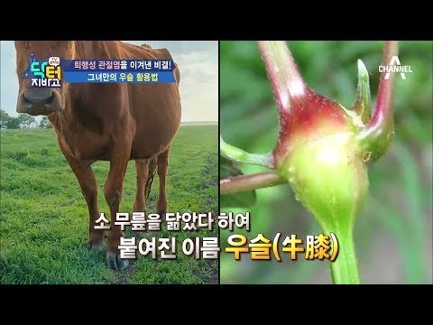 '퇴행성 관절염' 퇴치 비결! 혈자리 지압법 & 우슬 활용법!