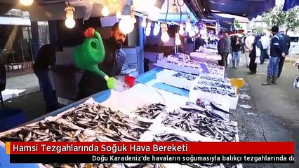 Hamsi Tezgahlarında Soğuk Hava Bereketi