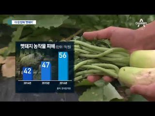 농작물에 묘까지…수확철 농촌 불청객 멧돼지