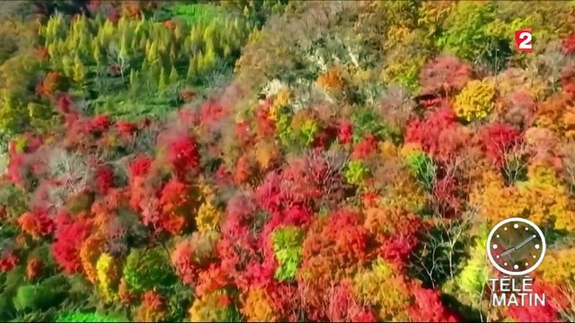 Chine : à la découverte des plus belles forêts d'automne