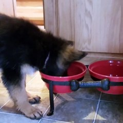 Puppy Tries to Work Out Her Water Bowl